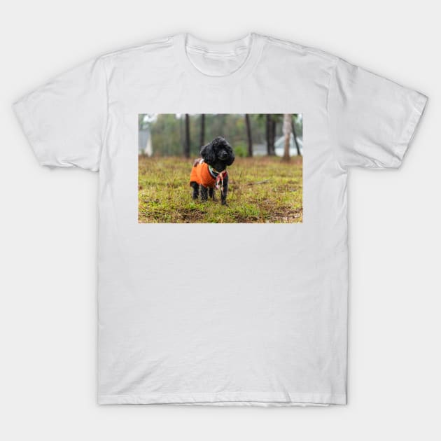 Suburban poodles T-Shirt by KensLensDesigns